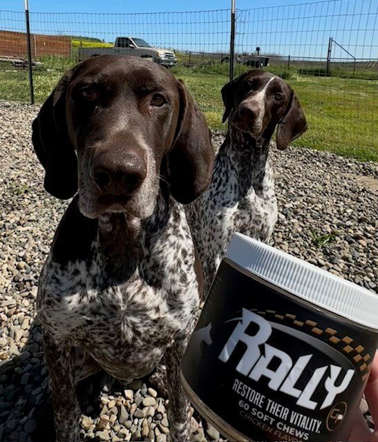 Your Dog Isn't Lazy — They Might Have a Metabolic Problem - GrrubPet