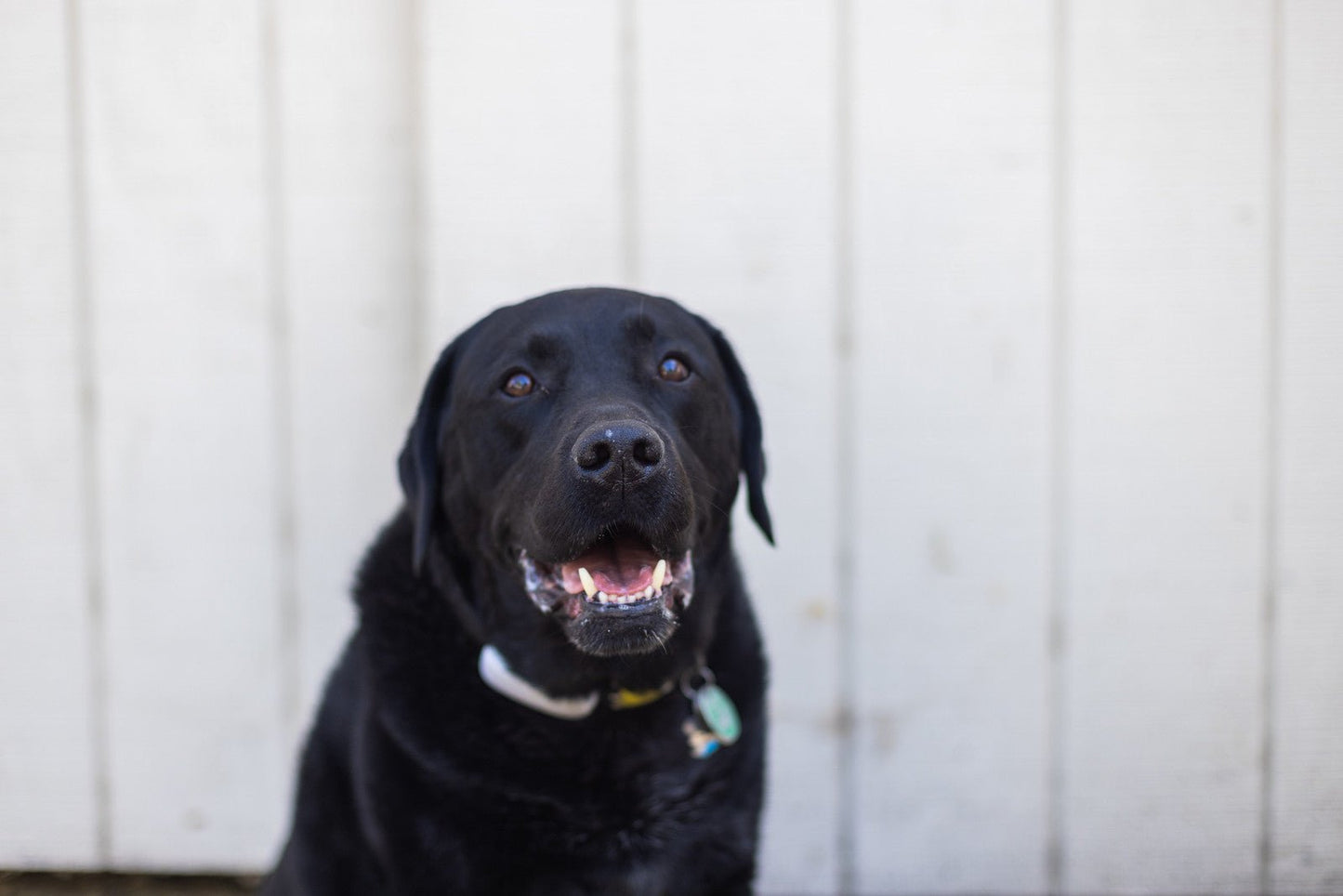 The Senior Dog Slowdown: What's Normal, What's Not, and What You Can Actually Do - GrrubPet