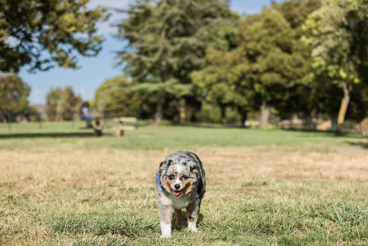 Your Dog's Coat Is Telling You Something About Their Health. Are You Listening? - GrrubPet