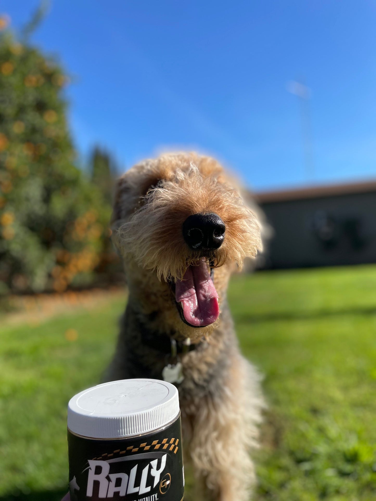 Is Your Senior Dog Losing Their Mind? What Canine Cognitive Dysfunction Actually Looks Like - GrrubPet