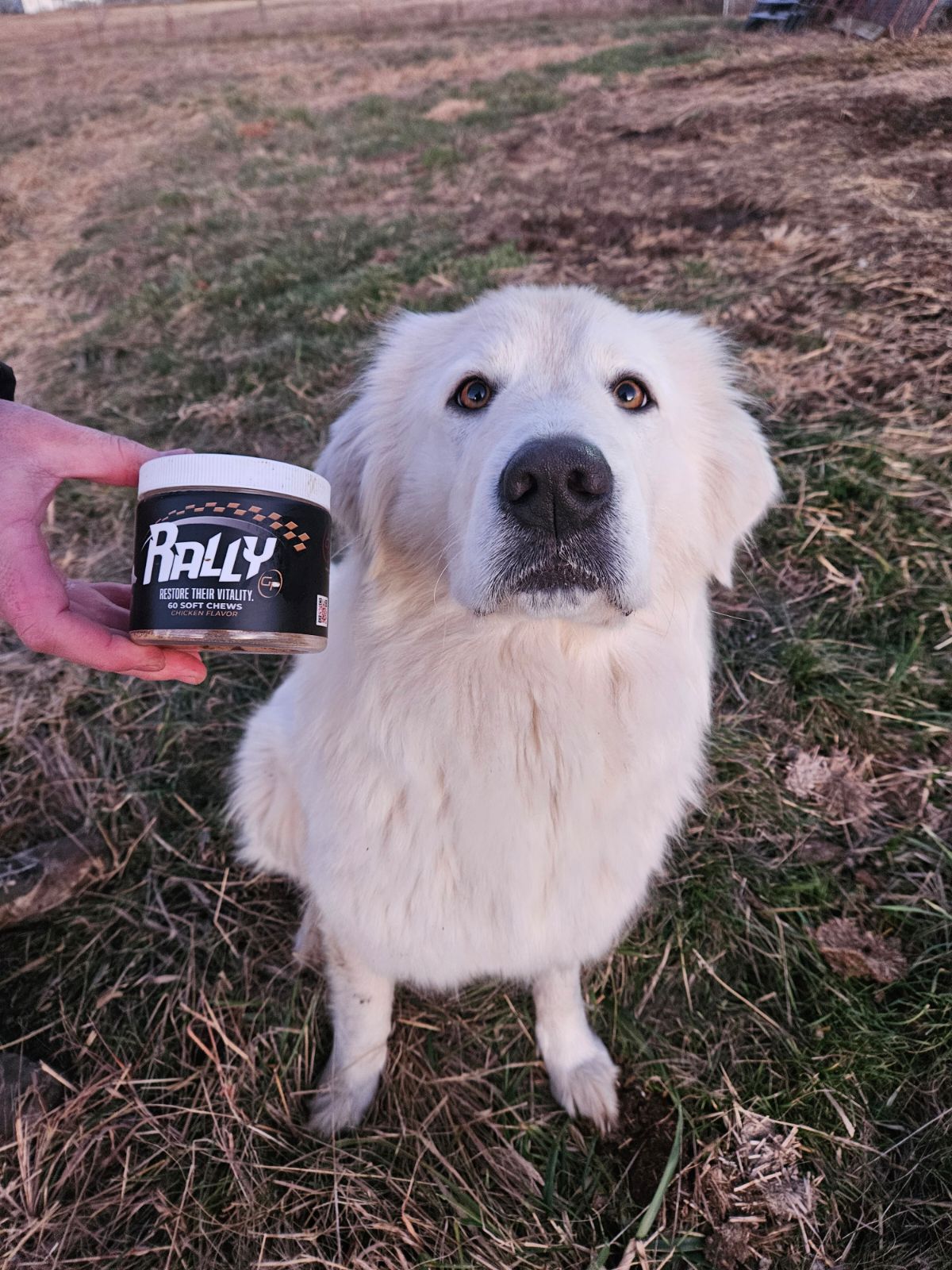 If You Own a Large Breed Dog, Their Joints Are Already at Risk. Here's What to Do About It. - GrrubPet