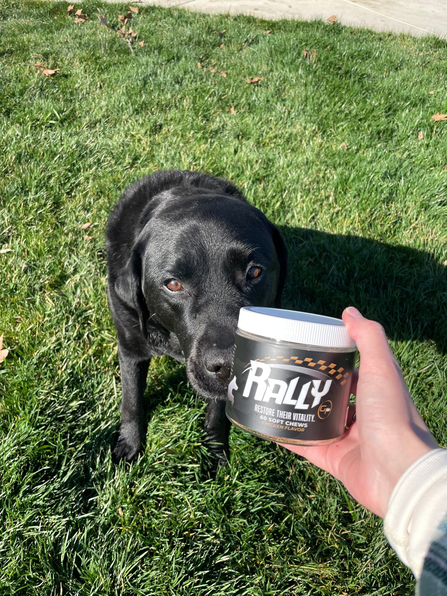 Here's What Your Dog's Kibble Is Actually Missing - GrrubPet