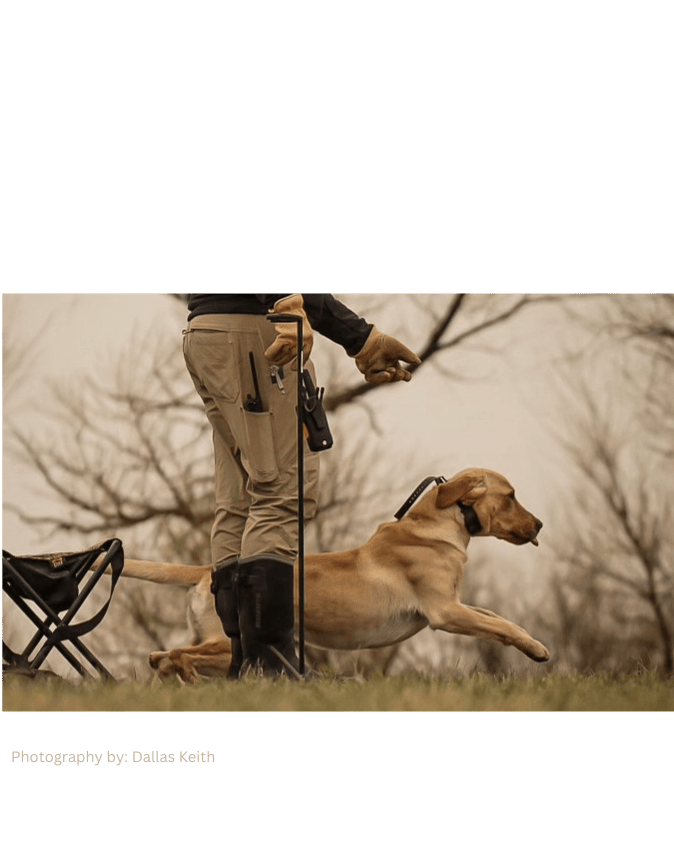 Your Active Dog Is Running on the Wrong Fuel - GrrubPet