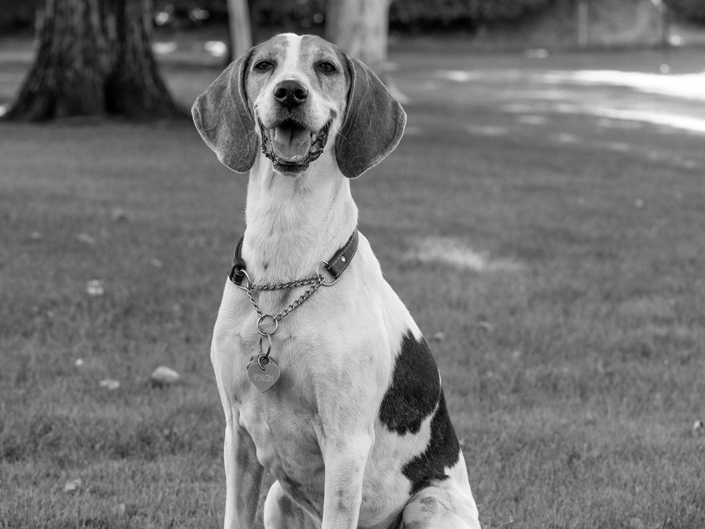 A dog smiling sitting in a park