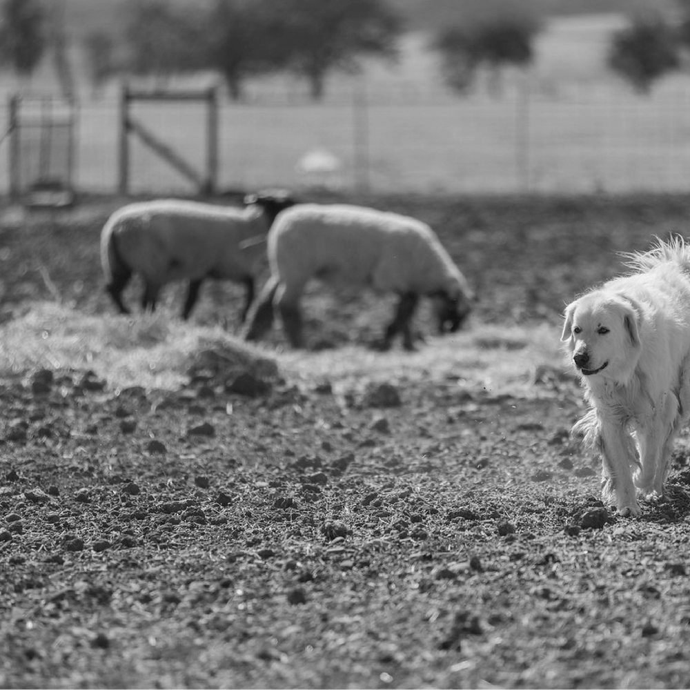 Ready For The Next Adventure // Chromium | Blog | Grrub Pet - GrrubPet