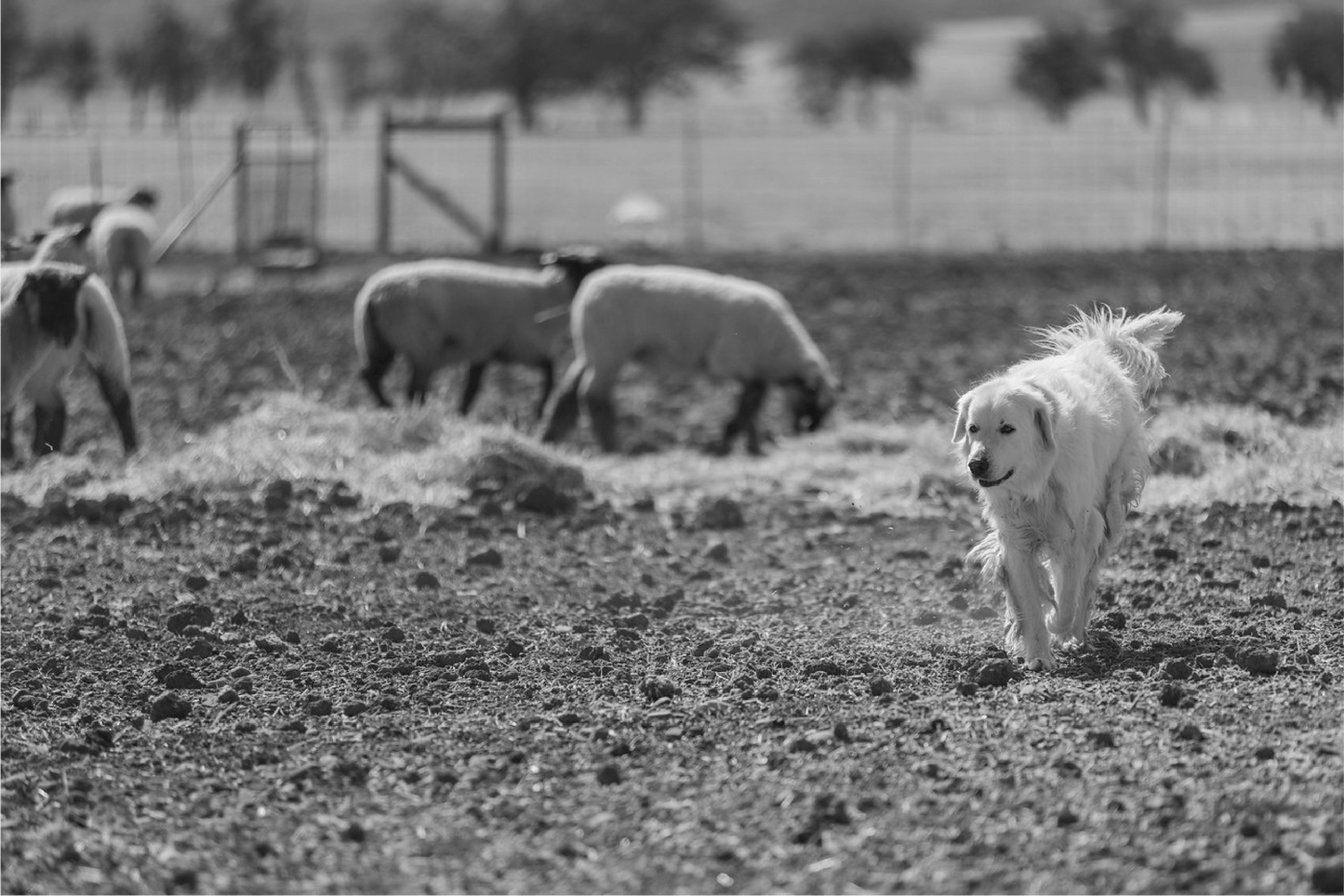 Ready For The Next Adventure // Chromium | Blog | Grrub Pet - GrrubPet