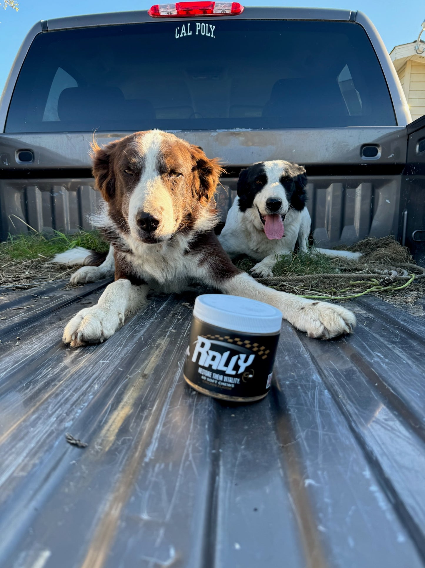 Working dogs looking at Rally dog treats