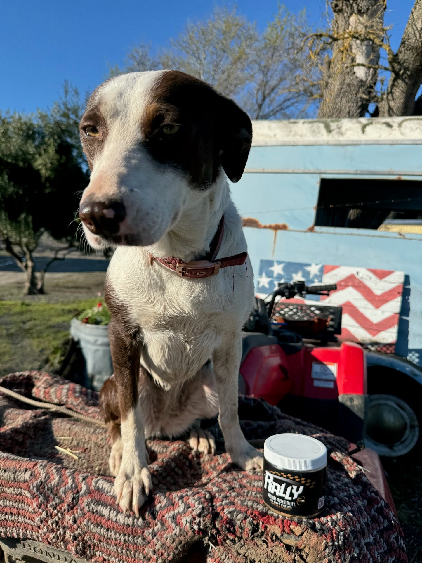 Dog standing next to Rally dog treats, American Flag in background, sunny day