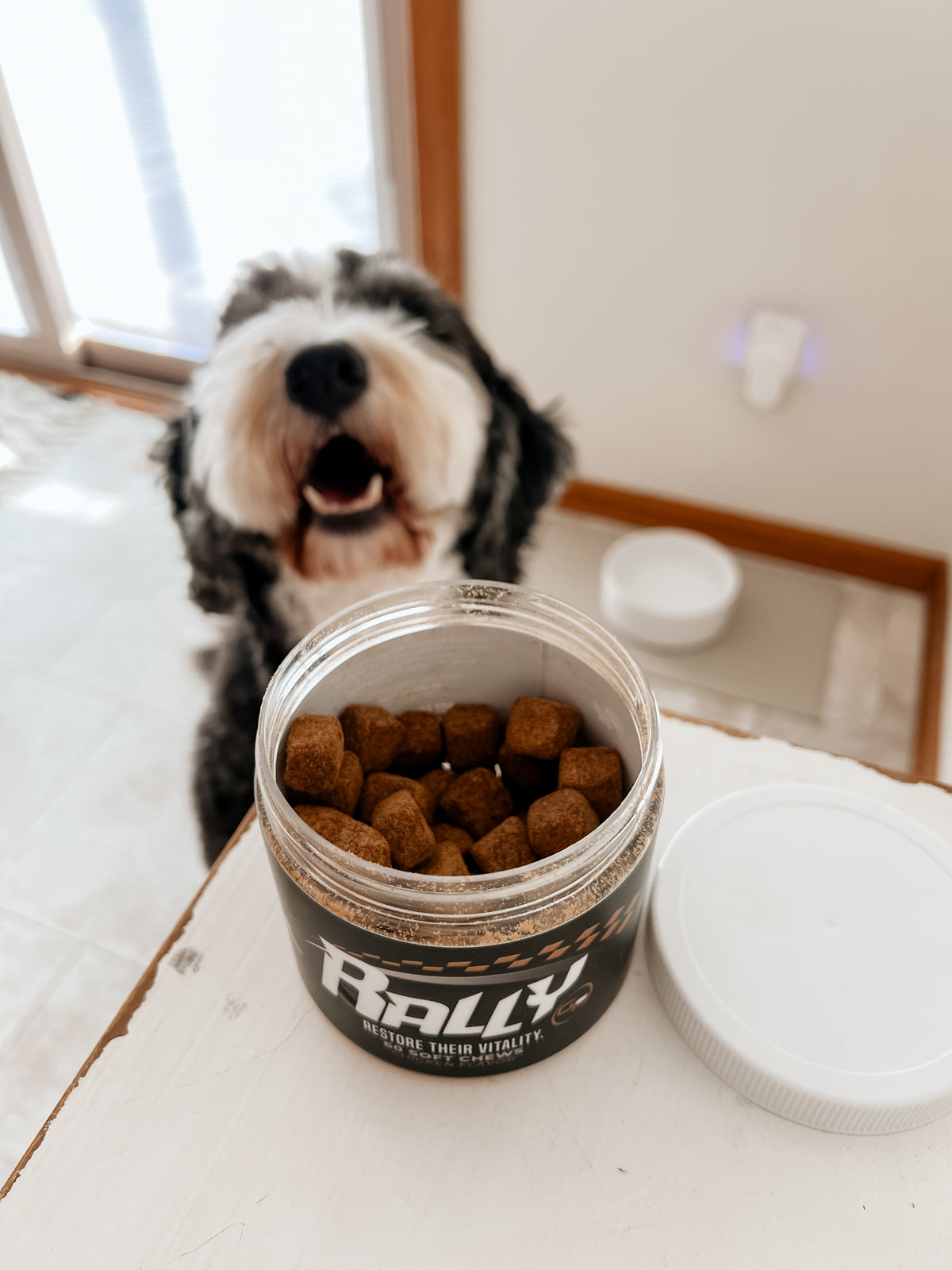 The Raly Dog Rally Helping Senior Dogs – GrrubPet