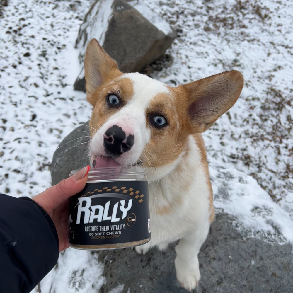 Puppy sitting down while excitedly licking a jar of Rally dog treats supplements