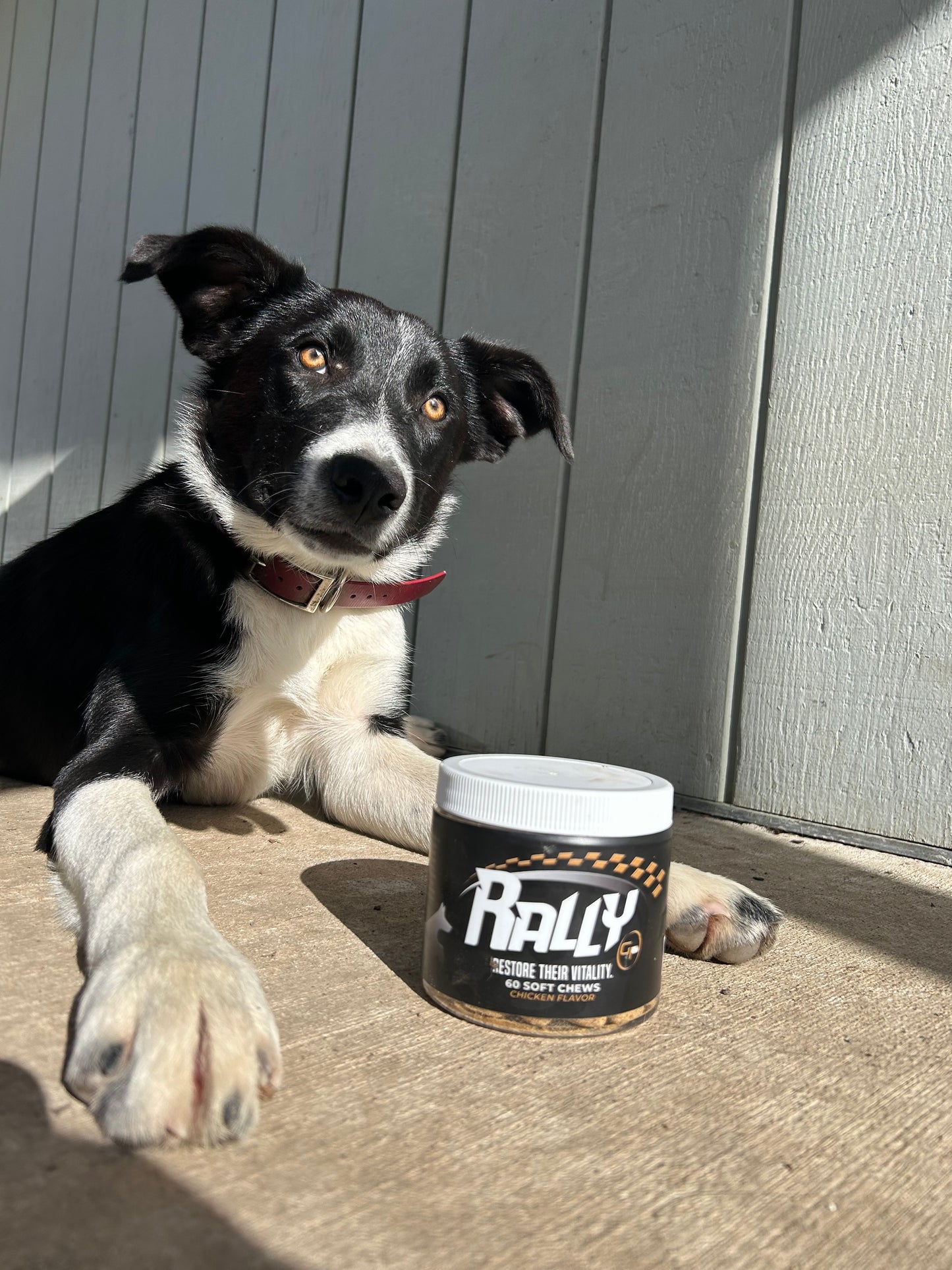 puppy laying down with a jar of Rally dog treats supplements in front of him