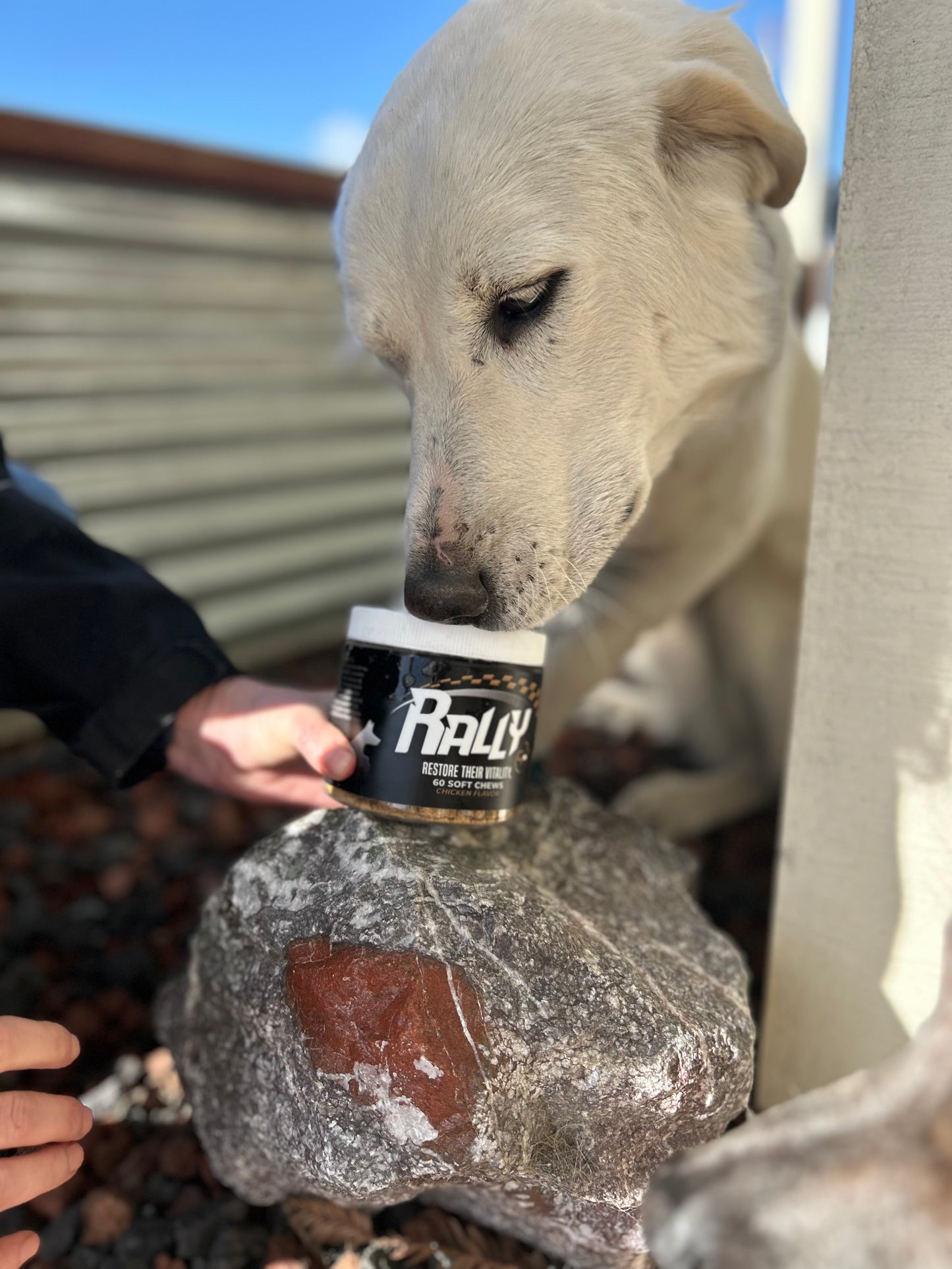 puppy dog looking down and begging for Rally dog treats supplements