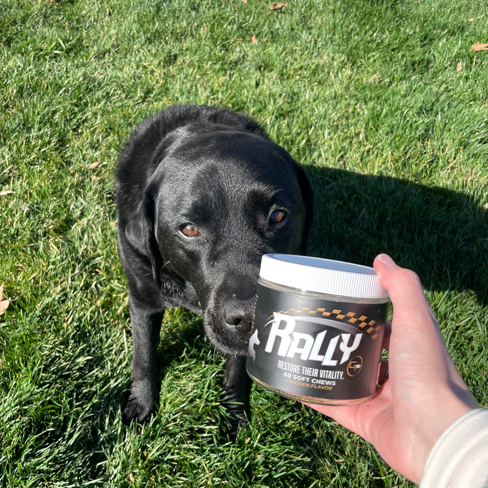 black lab named "Bean" begging for Rally dog treats